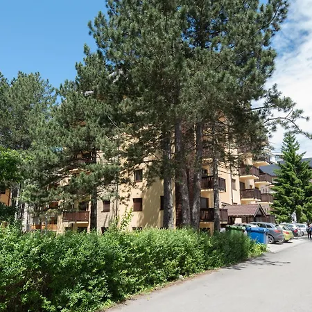 Viola Lux * Zlatibor